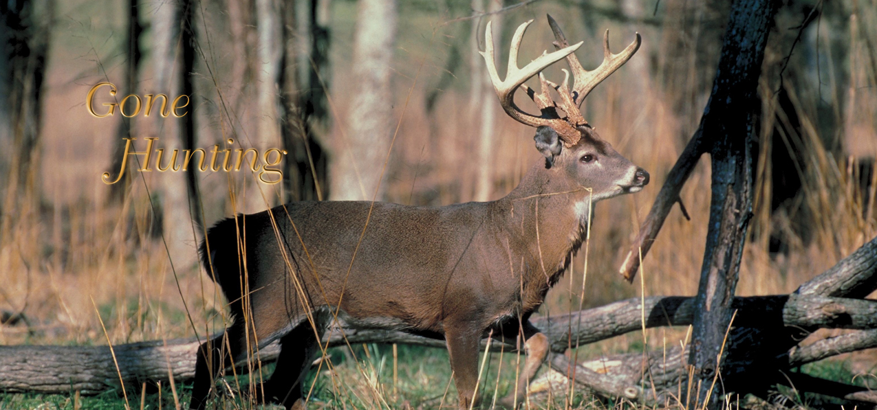 Gone Hunting (White Tail Cruising)